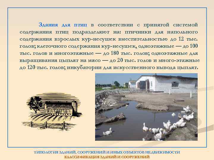 Здания для птиц в соответствии с принятой системой содержания птиц подразделяют на: птичники для