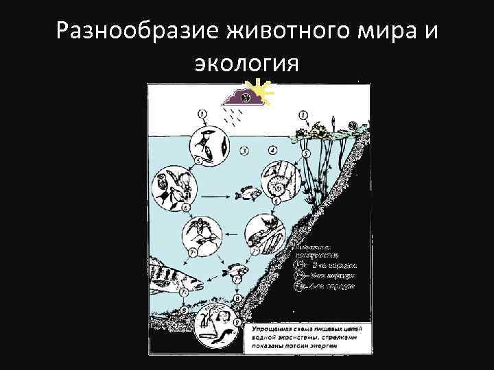 Разнообразие животного мира и экология 