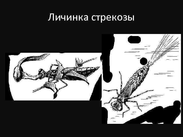 Личинка стрекозы 