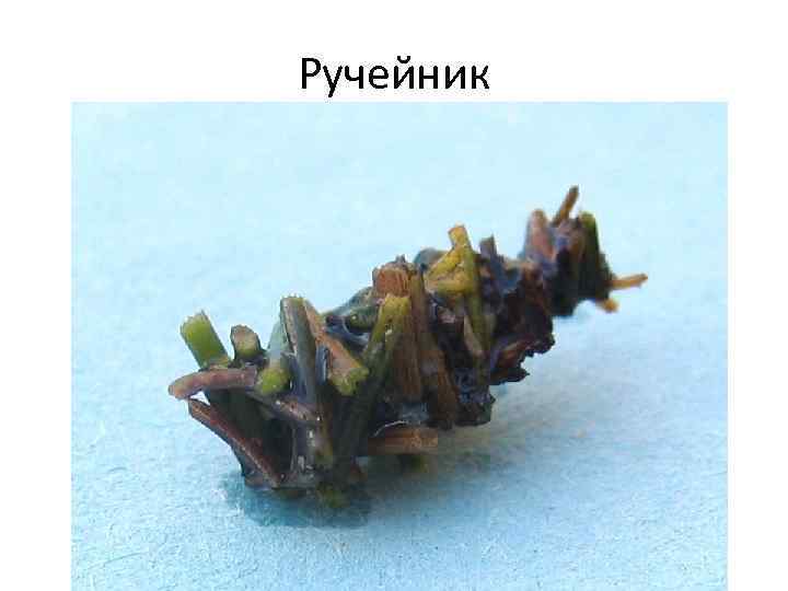 Ручейник 