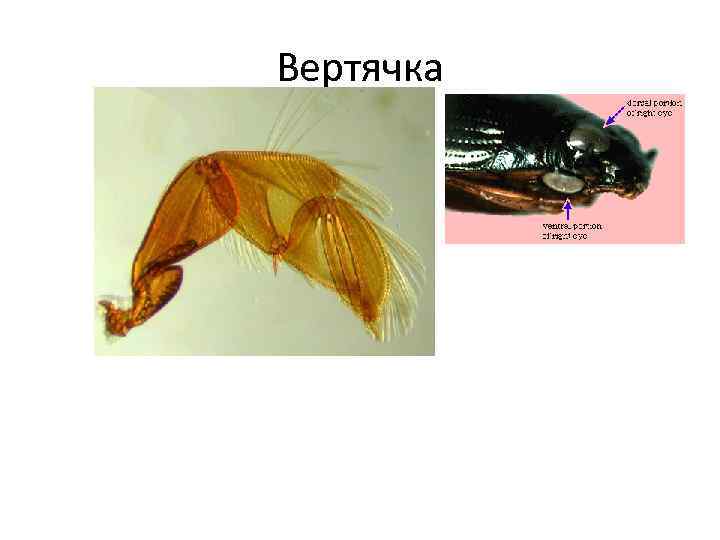 Вертячка 