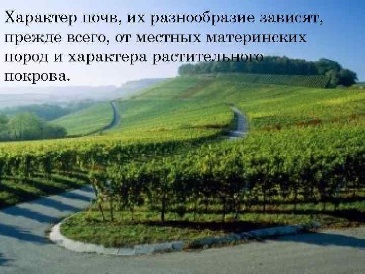 Характер почв, их разнообразие зависят, прежде всего, от местных материнских пород и характера растительного