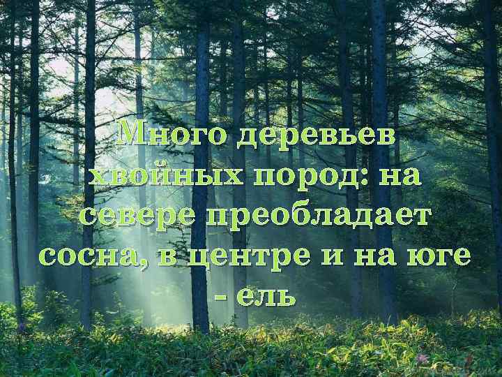 Много деревьев хвойных пород: на севере преобладает сосна, в центре и на юге -