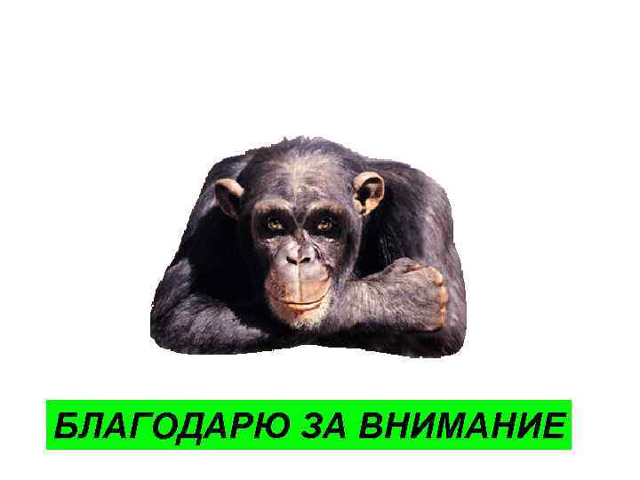 БЛАГОДАРЮ ЗА ВНИМАНИЕ 