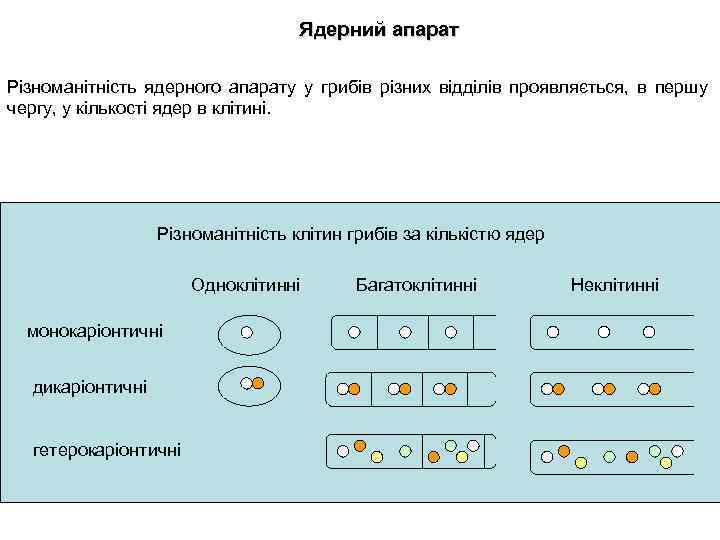 Ядерний апарат Різноманітність ядерного апарату у грибів різних відділів проявляється, в першу чергу, у