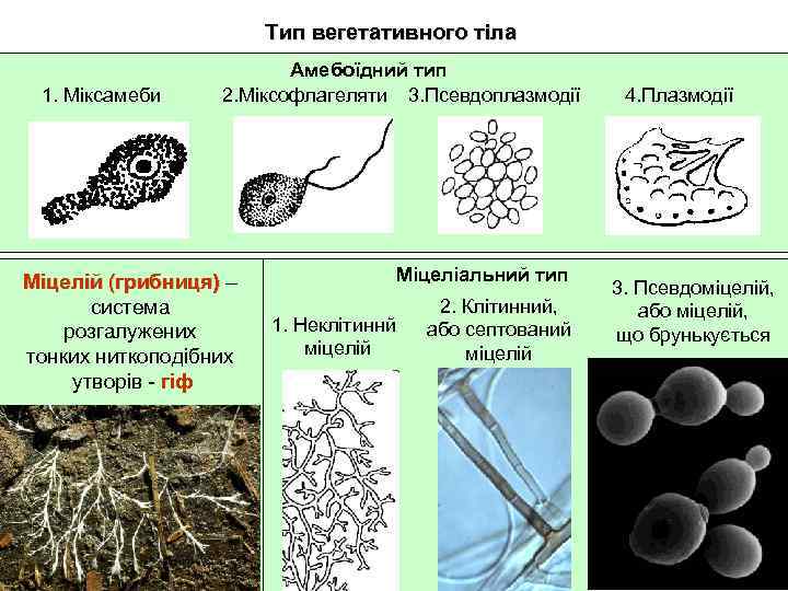 Тип вегетативного тіла 1. Міксамеби Амебоїдний тип 2. Міксофлагеляти 3. Псевдоплазмодії 4. Плазмодії 2.