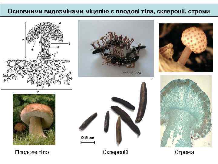 Основними видозмінами міцелію є плодові тіла, склероції, строми Плодове тіло Склероцій Строма 