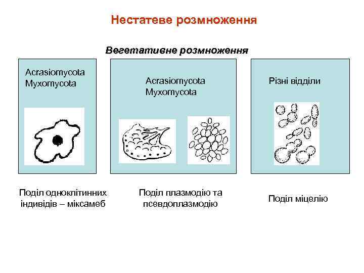 Нестатеве розмноження Вегетативне розмноження Acrasiomycota Myxomycota Поділ одноклітинних індивідів – міксамеб Acrasiomycota Myxomycota Поділ