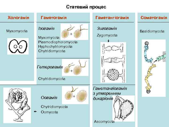Статевий процес Хологамія Myxomycota Гаметогамія Ізогамія Гаметангіогамія Зигогамія + Myxomycota Plasmodiophoromycota Hyphochytriomycota Chytridiomycota Гетерогамія