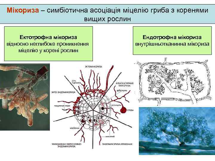 Мікориза – симбіотична асоціація міцелію гриба з коренями Мікориза вищих рослин Ектотрофна мікориза відносно