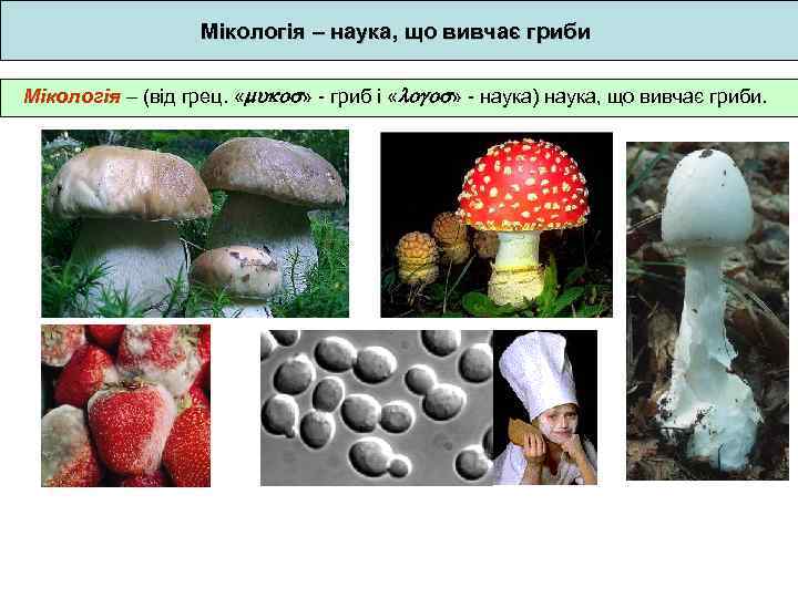 Мікологія – наука, що вивчає гриби Мікологія – (від грец. « » - гриб
