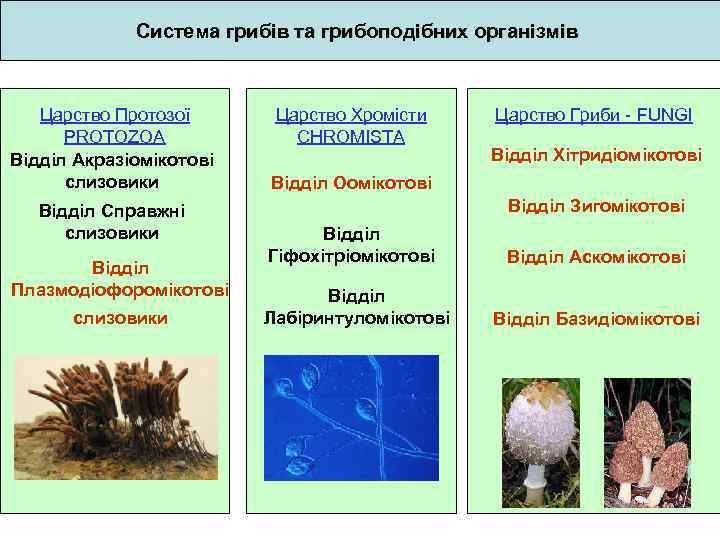 Система грибів та грибоподібних організмів Царство Протозої PROTOZOA Відділ Акразіомікотові слизовики Відділ Справжні слизовики