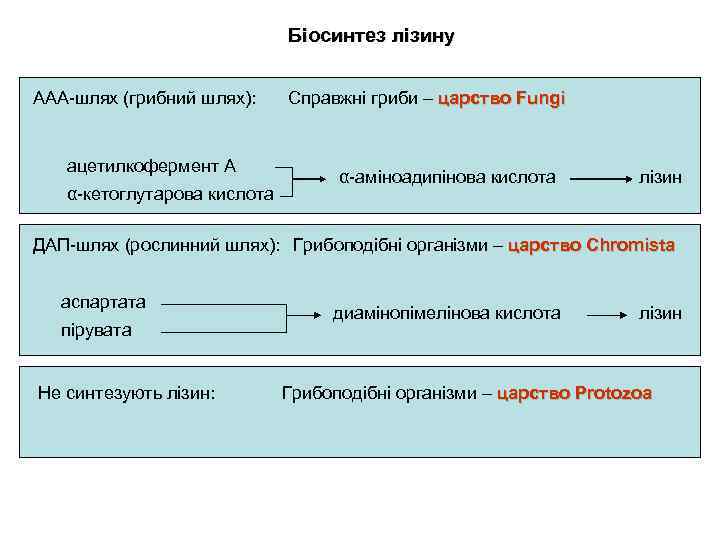 Біосинтез лізину ААА-шлях (грибний шлях): ацетилкофермент А α-кетоглутарова кислота Справжні гриби – царство Fungi