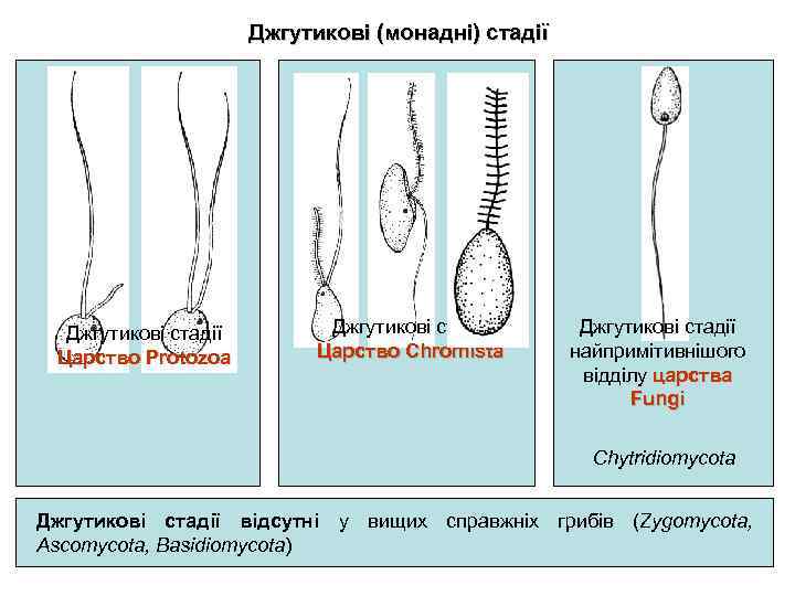 Джгутикові (монадні) стадії Джгутикові стадії Царство Protozoa Джгутикові стадії Царство Chromista Джгутикові стадії найпримітивнішого