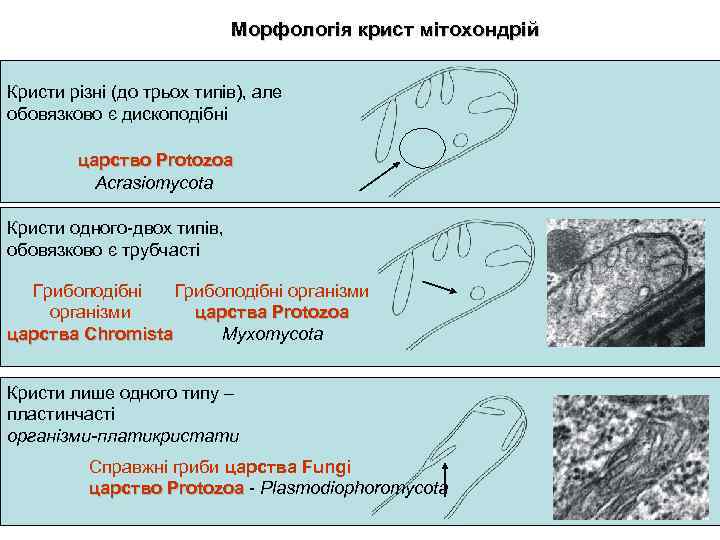 Морфологія крист мітохондрій Кристи різні (до трьох типів), але обовязково є дископодібні царство Protozoa