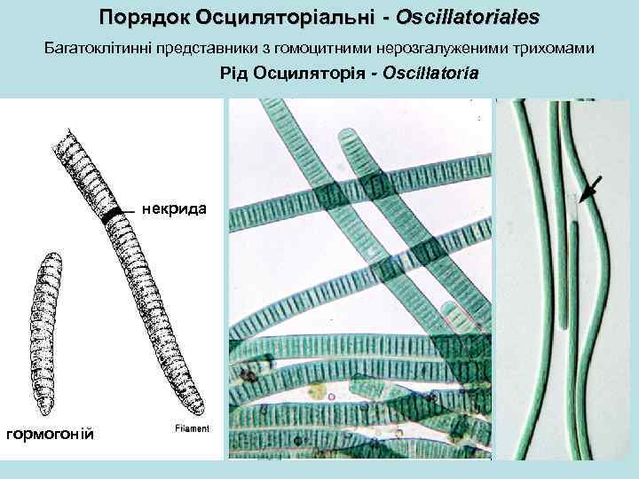Порядок Осциляторіальні - Oscillatoriales Багатоклітинні представники з гомоцитними нерозгалуженими трихомами Рід Осциляторія - Oscillatoria