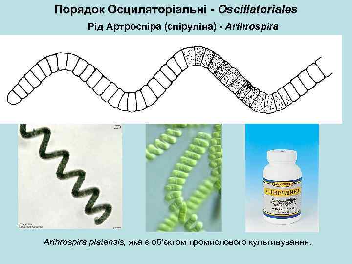Порядок Осциляторіальні - Oscillatoriales Рід Артроспіра (спіруліна) - Arthrospira platensis, яка є об'єктом промислового