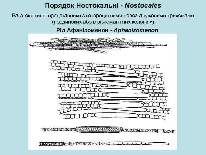 Порядок Ностокальні - Nostocales Багатоклітинні представники з гетероцитними нерозгалуженими трихомами (поодиноких або в різноманітних