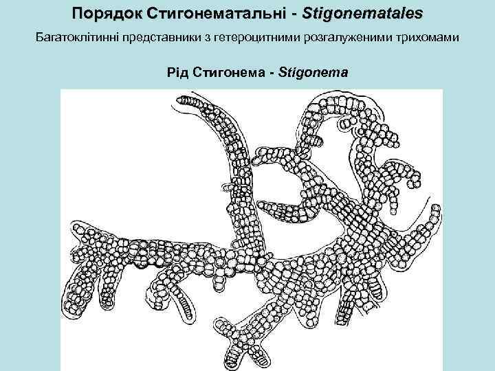 Порядок Стигонематальні - Stigonematales Багатоклітинні представники з гетероцитними розгалуженими трихомами Рід Стигонема - Stigonema