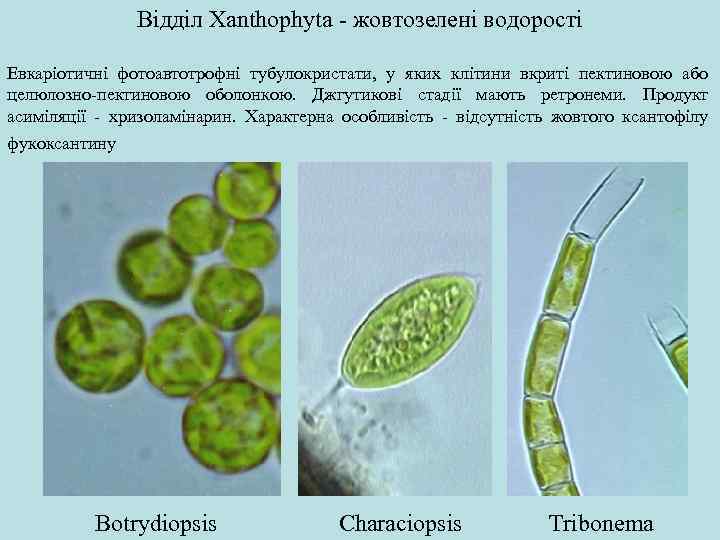 Відділ Xanthophyta - жовтозелені водорості Евкаріотичні фотоавтотрофні тубулокристати, у яких клітини вкриті пектиновою або