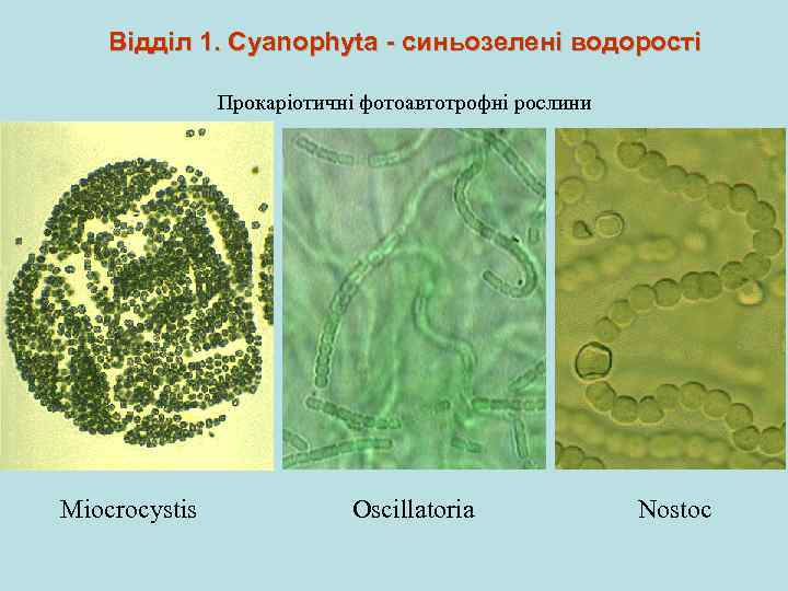 Відділ 1. Cyanophyta - синьозелені водорості Прокаріотичні фотоавтотрофні рослини Miocrocystis Oscillatoria Nostoc 