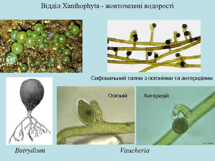 Відділ Xanthophyta - жовтозелені водорості Сифональний талом з оогоніями та антеридіями Оогоній Botrydium Антеридій