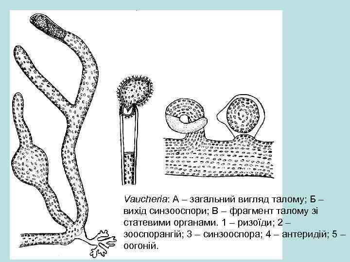 Vauсheria: А – загальний вигляд талому; Б – вихід синзооспори; В – фрагмент талому