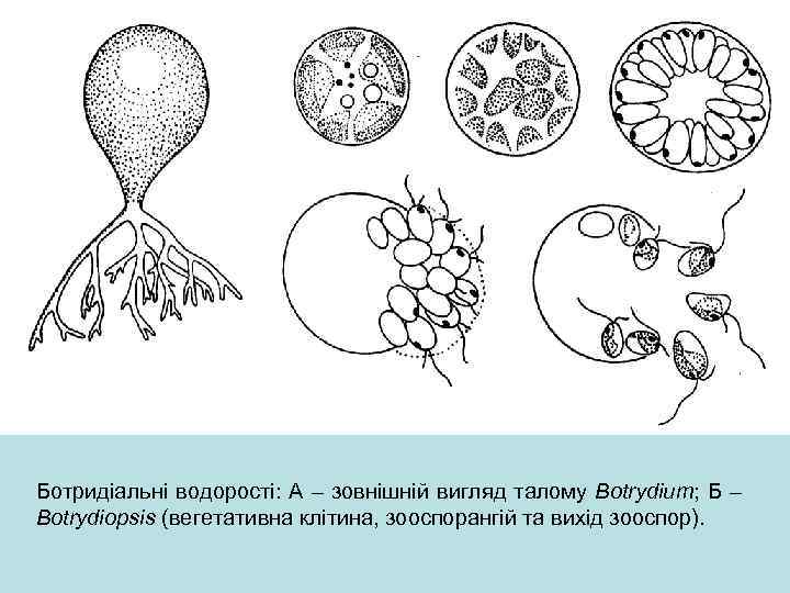 Ботридіальні водорості: А – зовнішній вигляд талому Botrydium; Б – Botrydiopsis (вегетативна клітина, зооспорангій