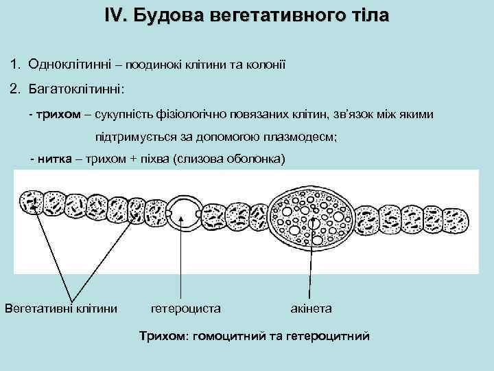 ІV. Будова вегетативного тіла 1. Одноклітинні – поодинокі клітини та колонії 2. Багатоклітинні: -