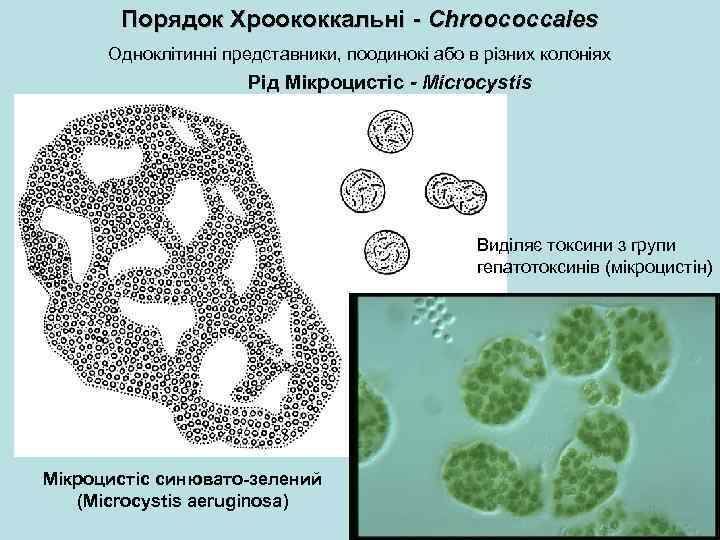 Порядок Хроококкальні - Chroococcales Одноклітинні представники, поодинокі або в різних колоніях Рід Мікроцистіс -