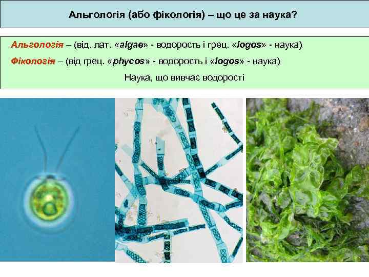 Альгологія (або фікологія) – що це за наука? Альгологія – (від. лат. «algae» -