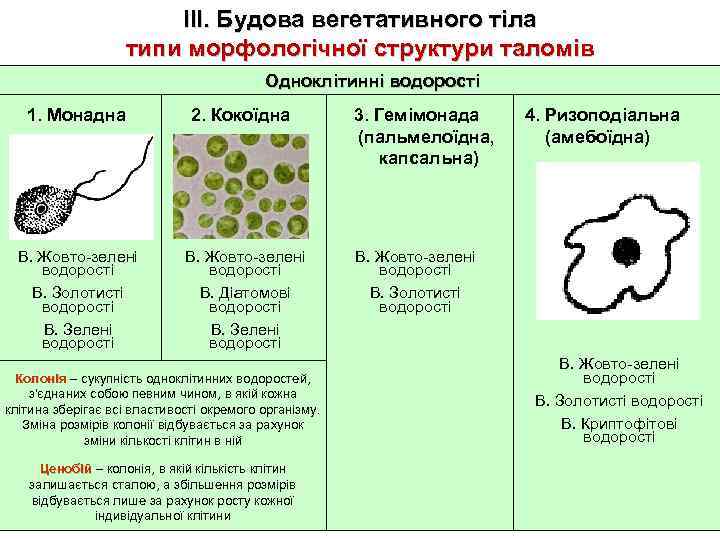 ІІІ. Будова вегетативного тіла типи морфологічної структури таломів Одноклітинні водорості 1. Монадна 2. Кокоїдна