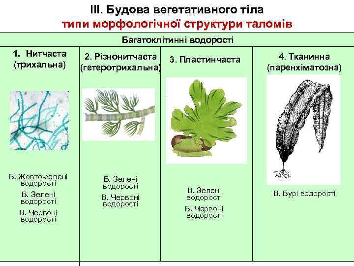 ІІІ. Будова вегетативного тіла типи морфологічної структури таломів Багатоклітинні водорості 1. Нитчаста (трихальна) В.