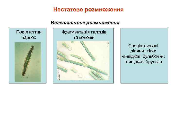Нестатеве розмноження Вегетативне розмноження Поділ клітин надвоє Фрагментація таломів та колоній Спеціалізовані ділянки тіла: