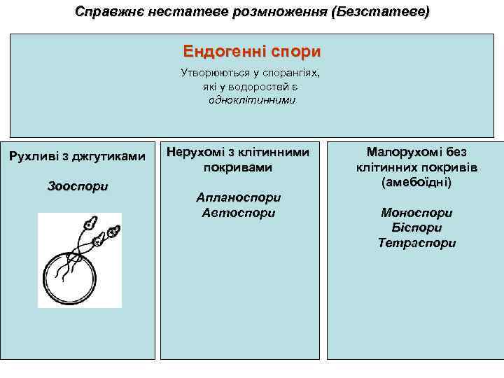 Справжнє нестатеве розмноження (Безстатеве) Ендогенні спори Утворюються у спорангіях, які у водоростей є одноклітинними