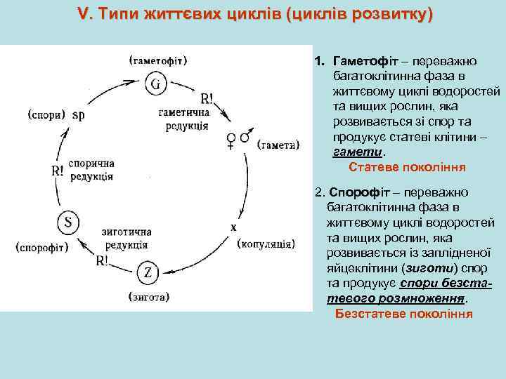 V. Типи життєвих циклів (циклів розвитку) 1. Гаметофіт – переважно багатоклітинна фаза в життєвому