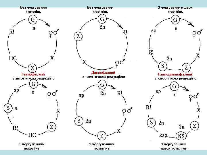 Без чергування поколінь Гаплофазний з зиготичною редукцією З чергуванням поколінь Без чергування поколінь Диплофазний