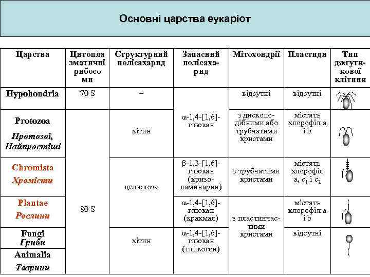 Основні царства еукаріот Царства Цитопла зматичні рибосо ми Структурний полісахарид Hypohondria 70 S –