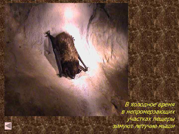 В холодное время в непромерзающих участках пещеры зимуют летучие мыши 