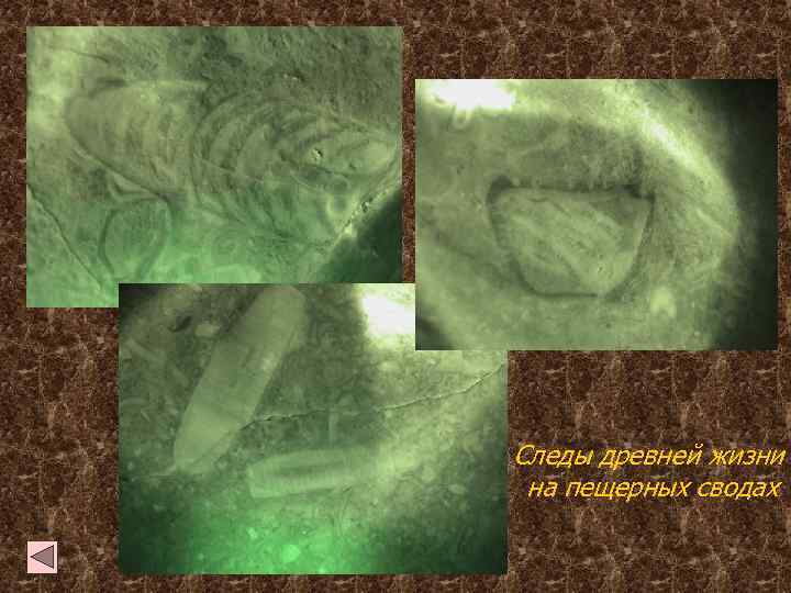 Следы древней жизни на пещерных сводах 