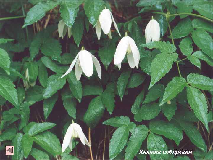 Княжик сибирский 