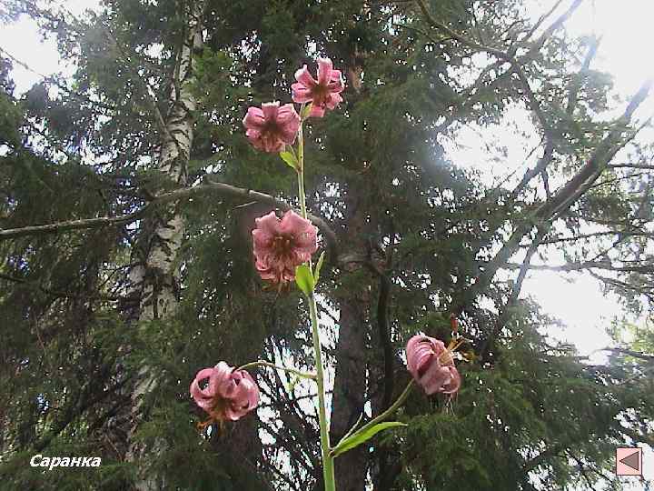 Саранка 