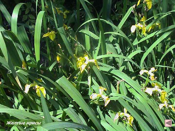 Желтые ирисы 