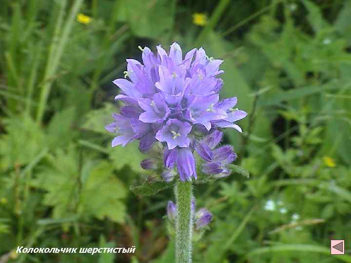 Колокольчик шерстистый 