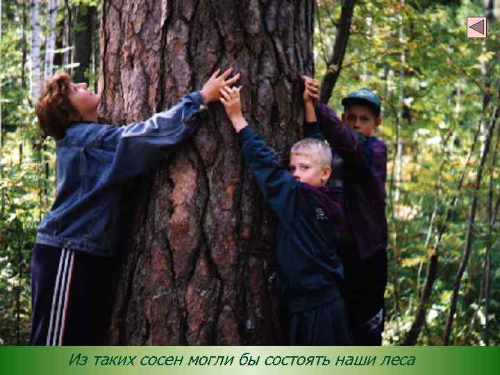 Из таких сосен могли бы состоять наши леса 