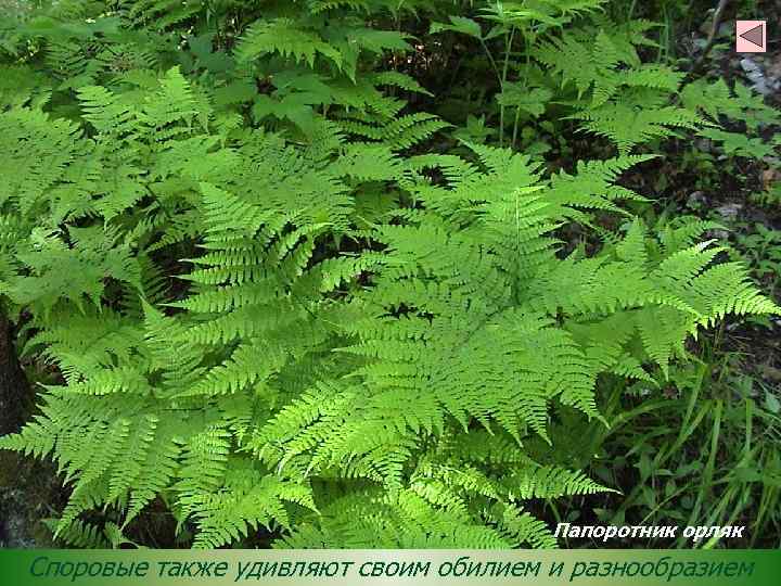 Папоротник орляк Споровые также удивляют своим обилием и разнообразием 