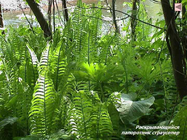 Раскрывающийся папоротник страусопер 