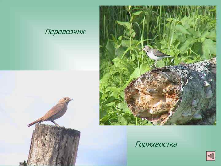 Перевозчик Горихвостка 