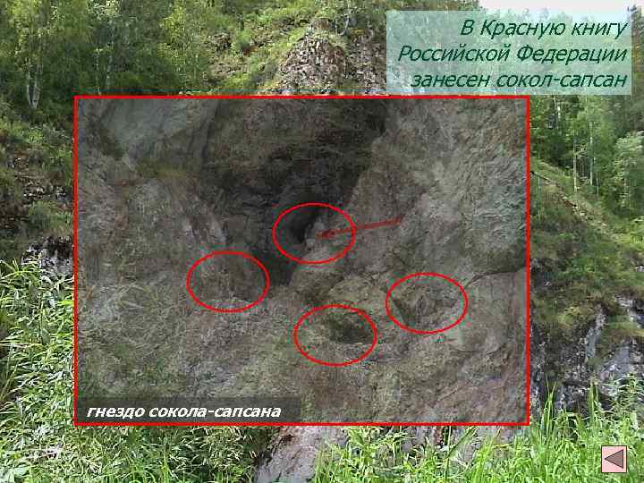В Красную книгу Российской Федерации занесен сокол-сапсан гнездо сокола-сапсана 