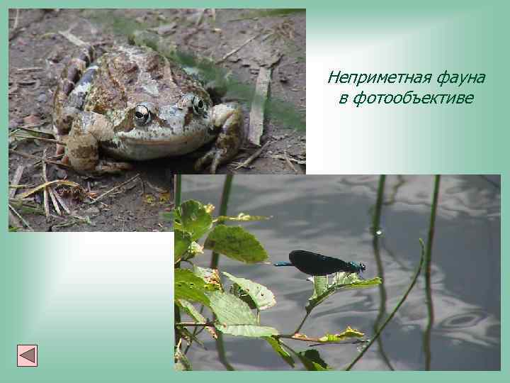 Неприметная фауна в фотообъективе 